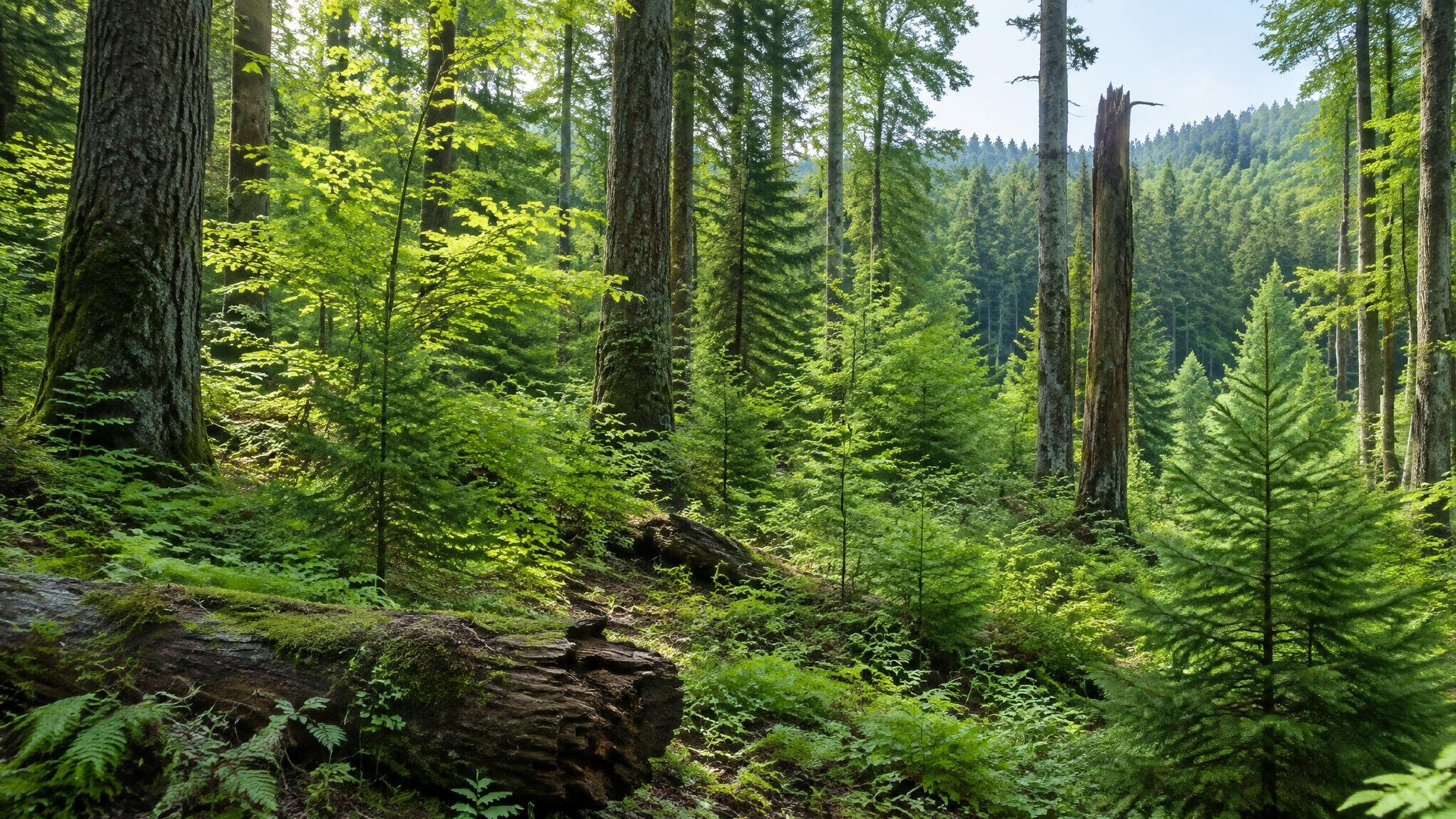 dense forest trees recovering